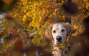 adult light golden retriever stands near yellow leaf tree at daytime